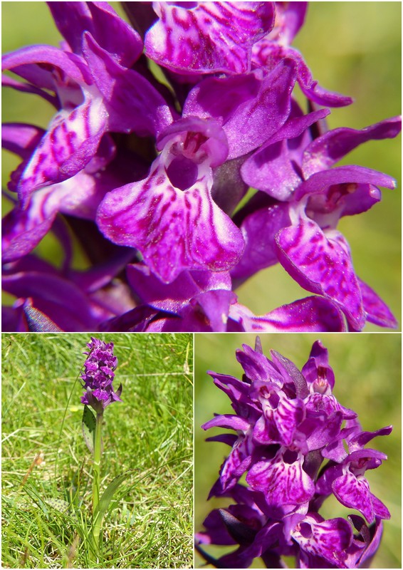 Una giornata a Valparola. Dactylorhiza, Nigritella e grandi montagne!